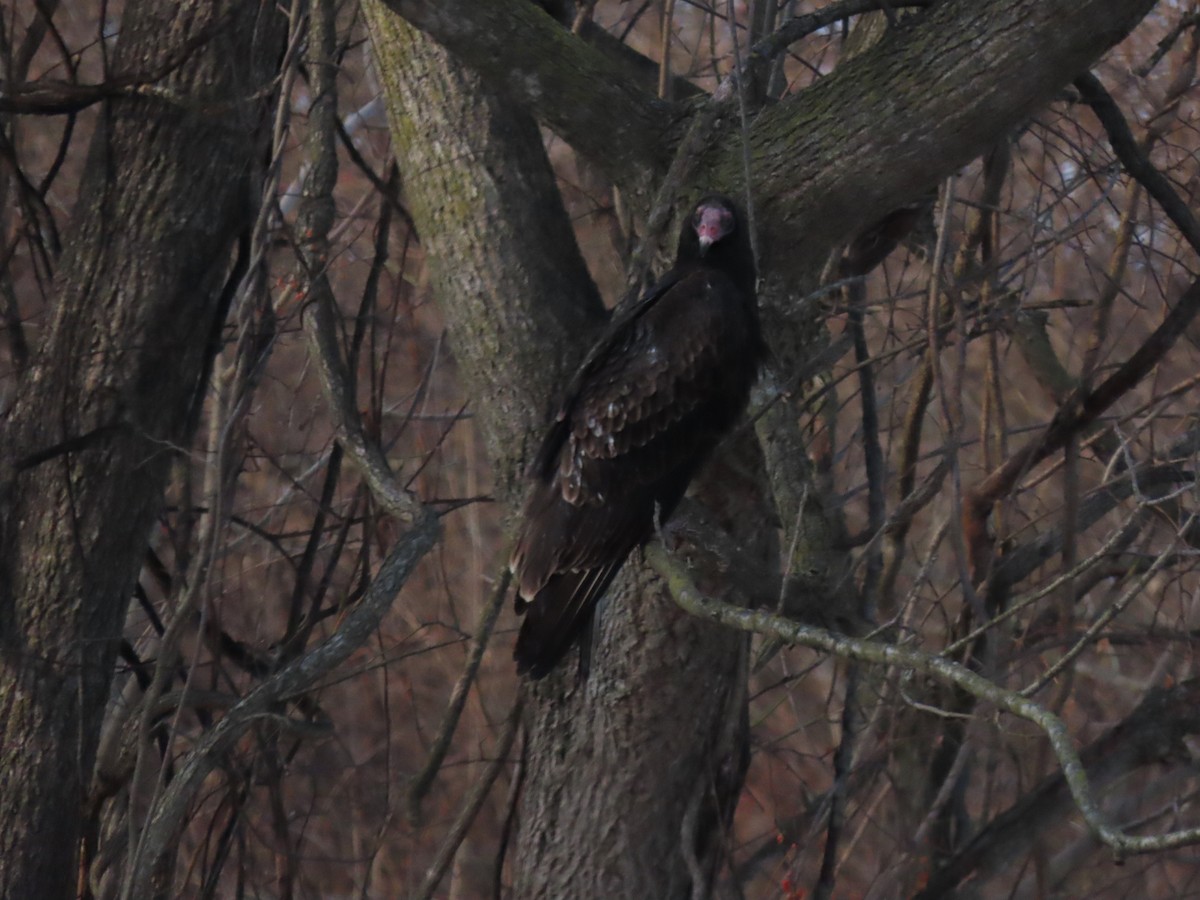 kondor krocanovitý - ML647157695