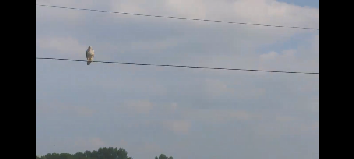 Канюк sp. - ML647157702