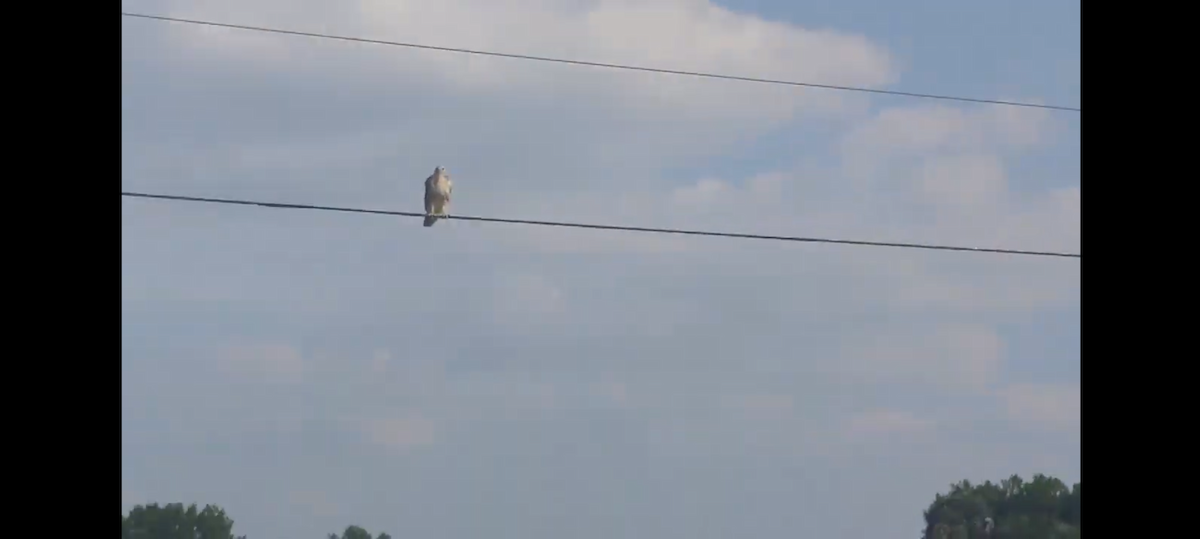 Канюк sp. - ML647157703