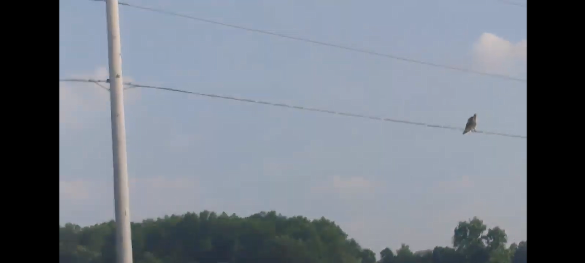 Канюк sp. - ML647157704