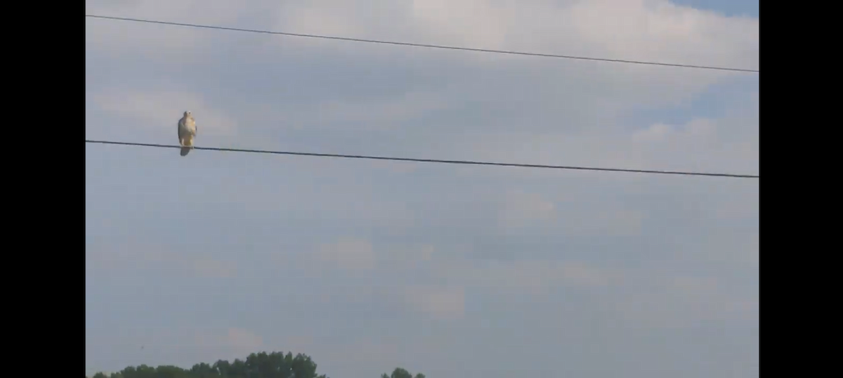 Канюк sp. - ML647157705