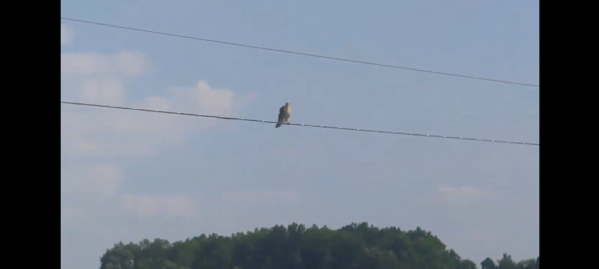 Канюк sp. - ML647157706