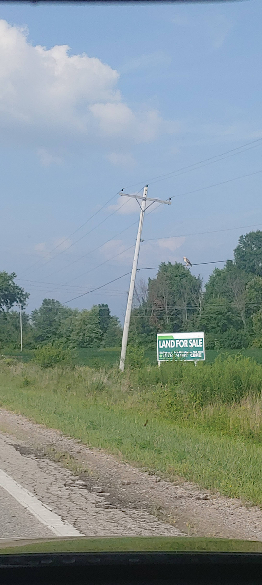 Канюк sp. - ML647157707