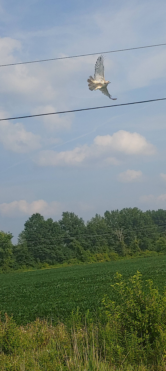 Канюк sp. - ML647157709