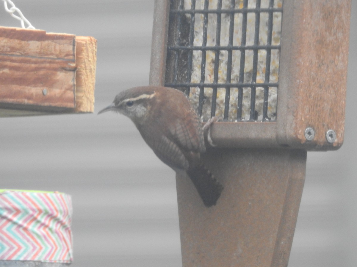 Carolina Wren - ML647157710