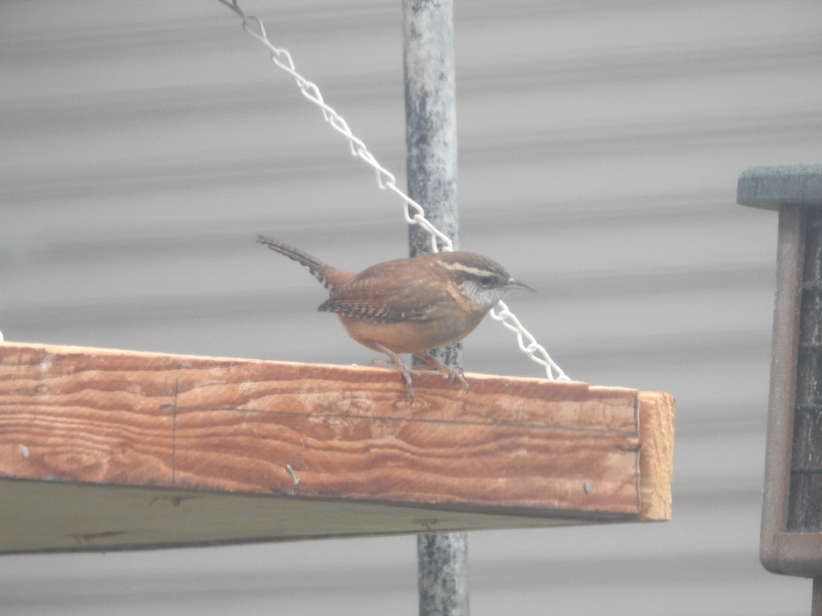 Carolina Wren - ML647157711