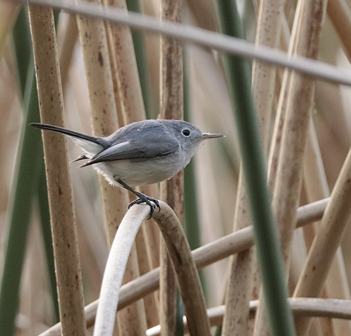 Blue-gray Gnatcatcher - ML647157712
