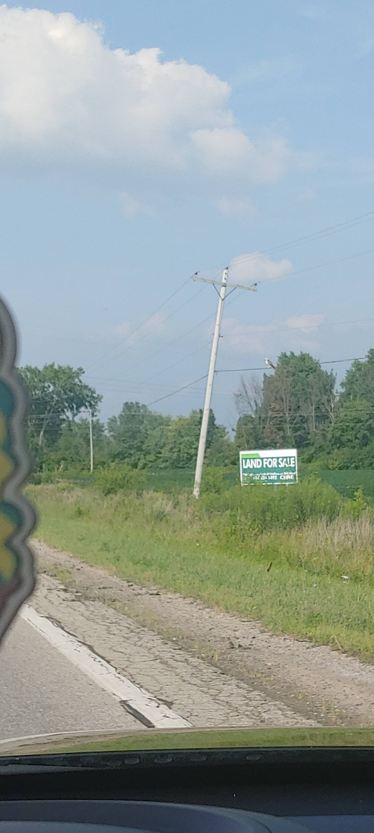 Канюк sp. - ML647157715