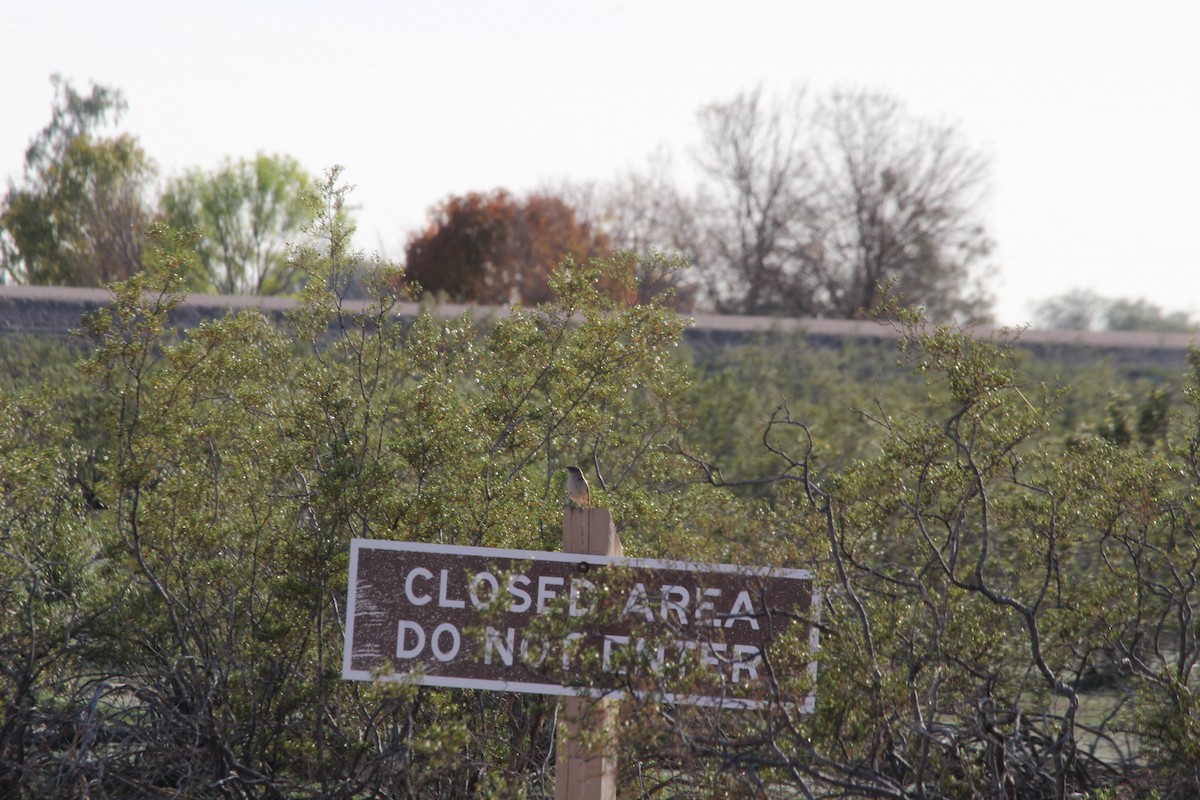 Rock Wren - ML647157716