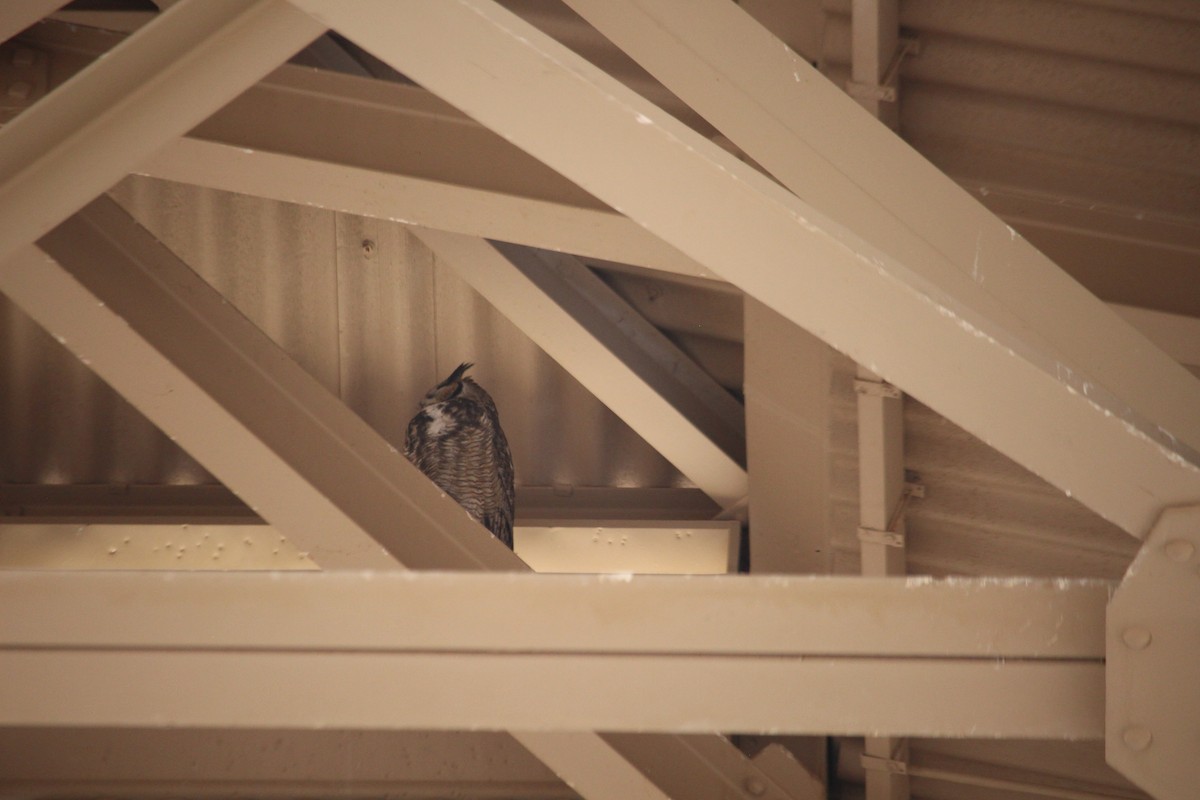 Great Horned Owl - ML647157727