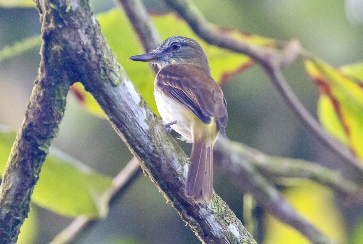 Bright-rumped Attila - ML647157739