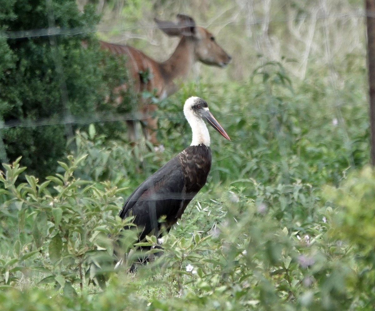 African Woolly-necked Stork - ML647157740
