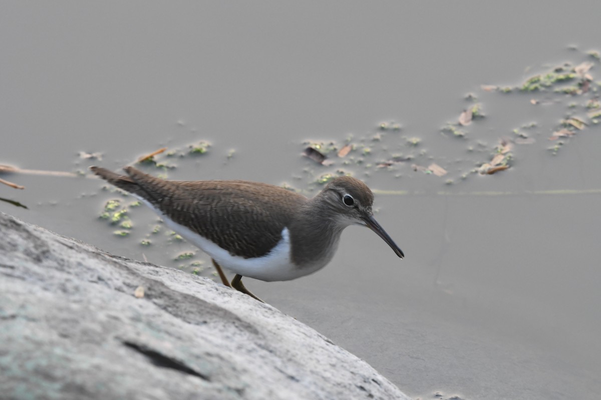 Common Sandpiper - ML647157741