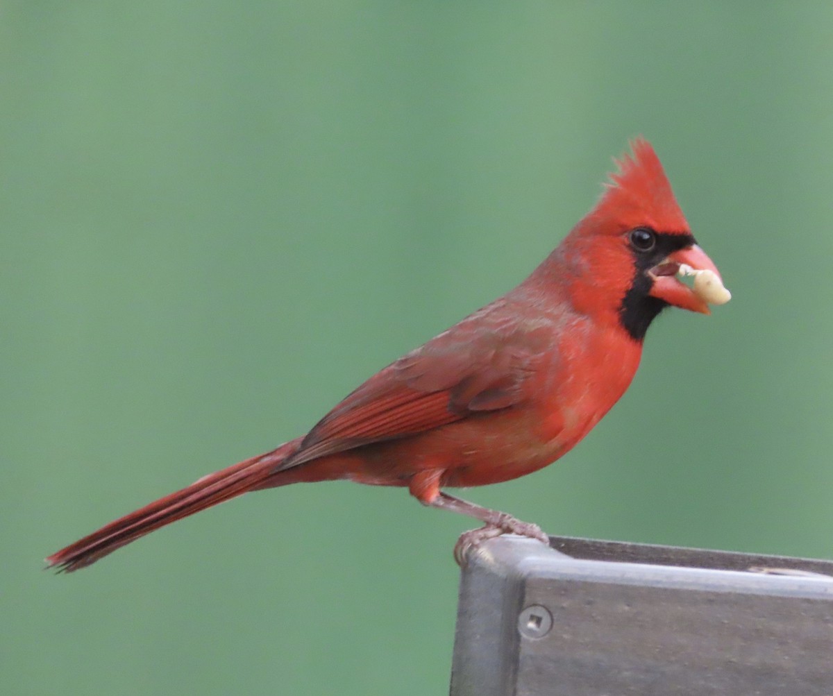 Cardinal rouge - ML647157745
