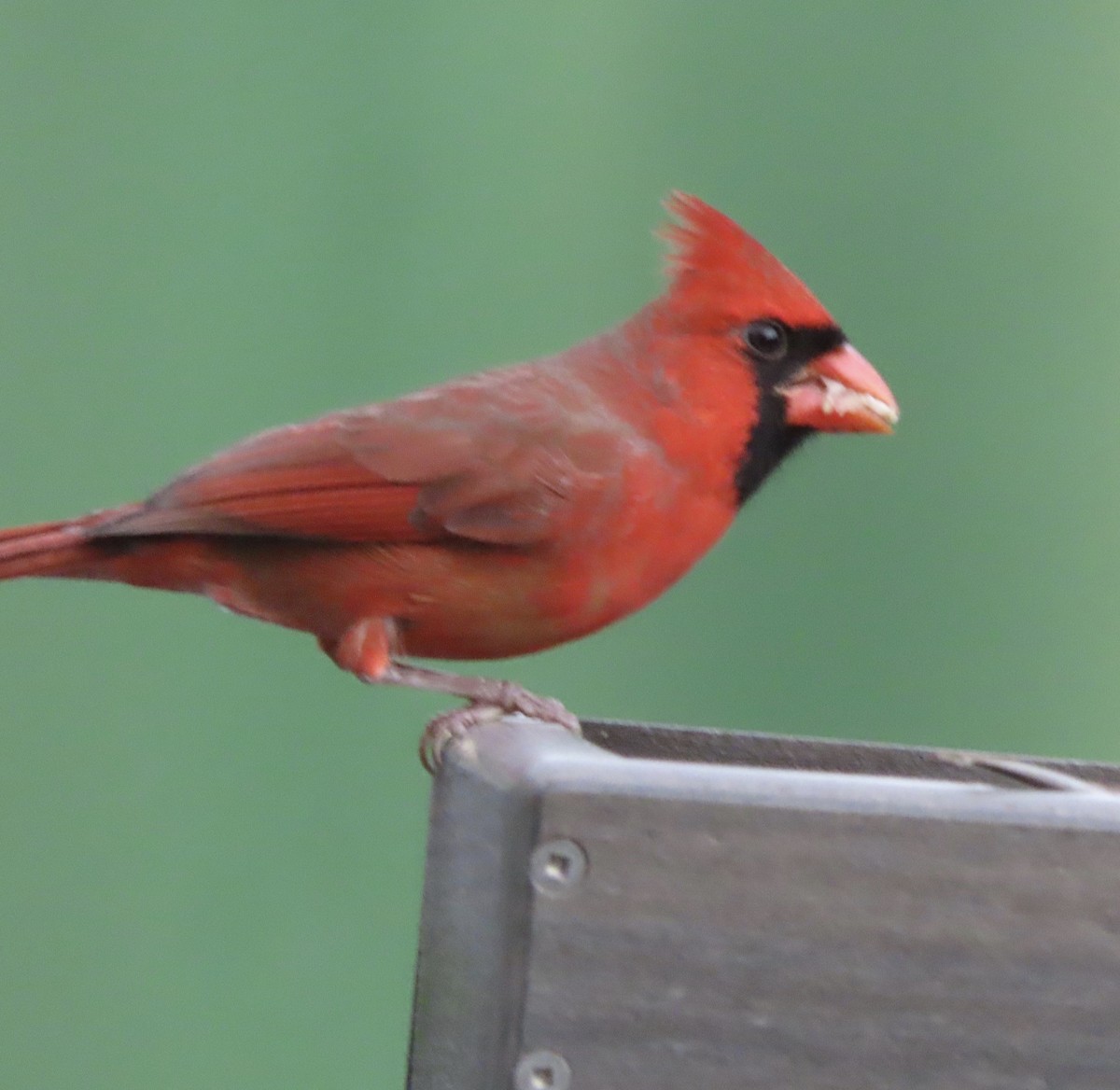 Cardinal rouge - ML647157746