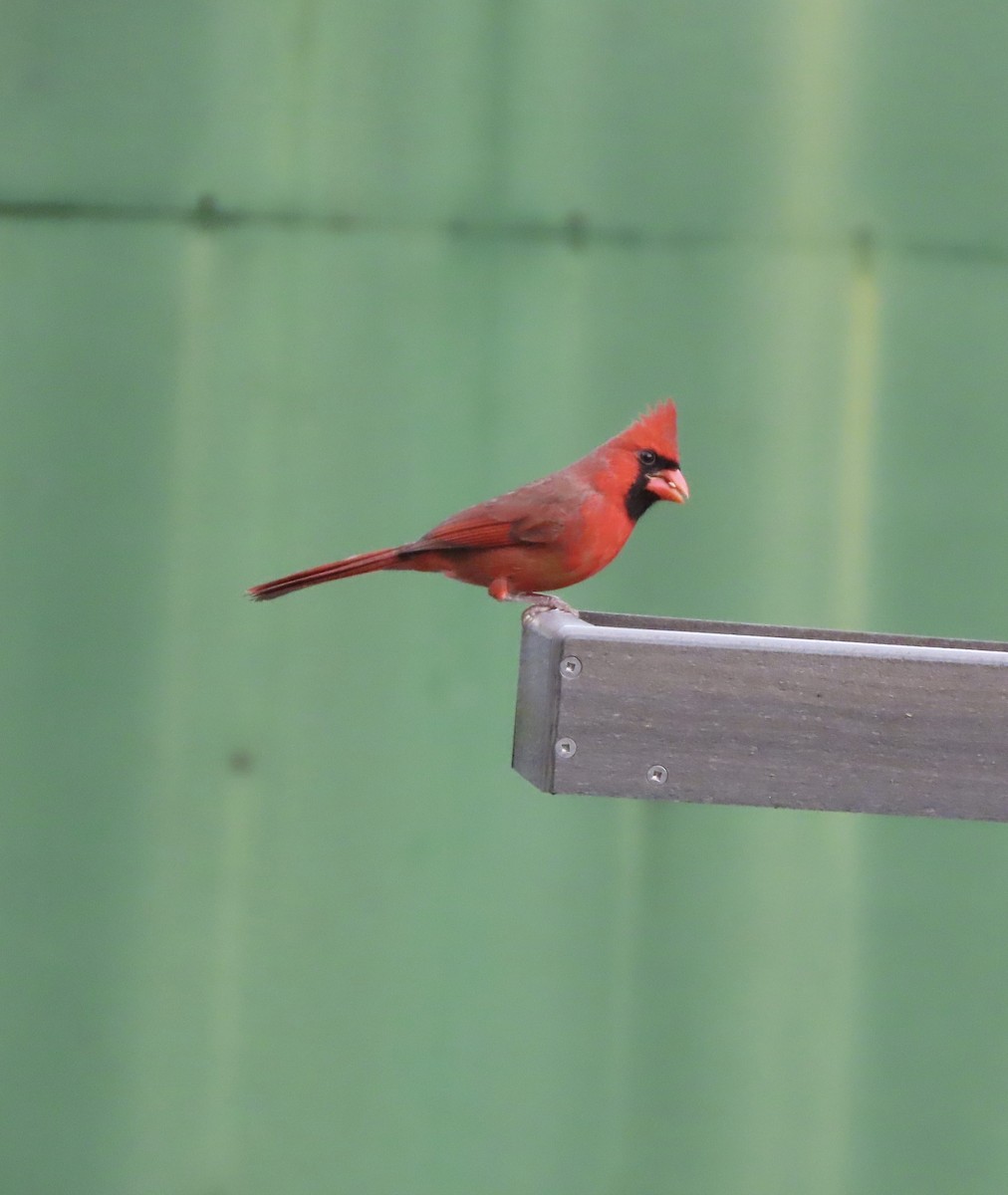 Cardinal rouge - ML647157747