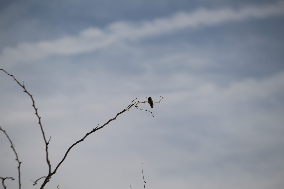 Anna's Hummingbird - ML647157748