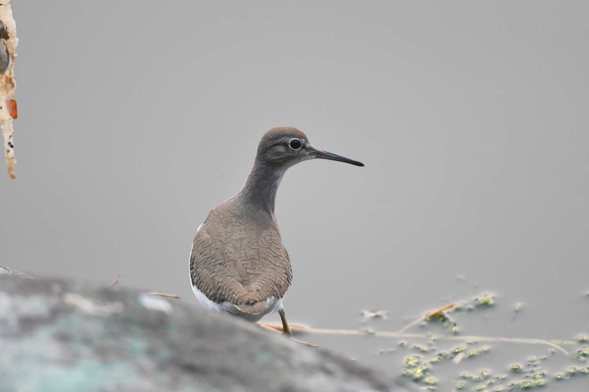 Common Sandpiper - ML647157753