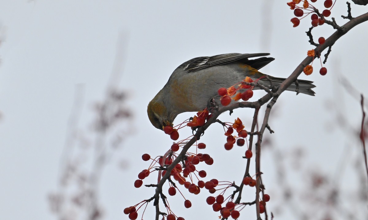 פתיאלי אורנים - ML647157769