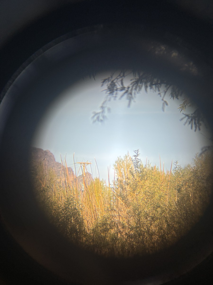 遊隼 - ML647157776