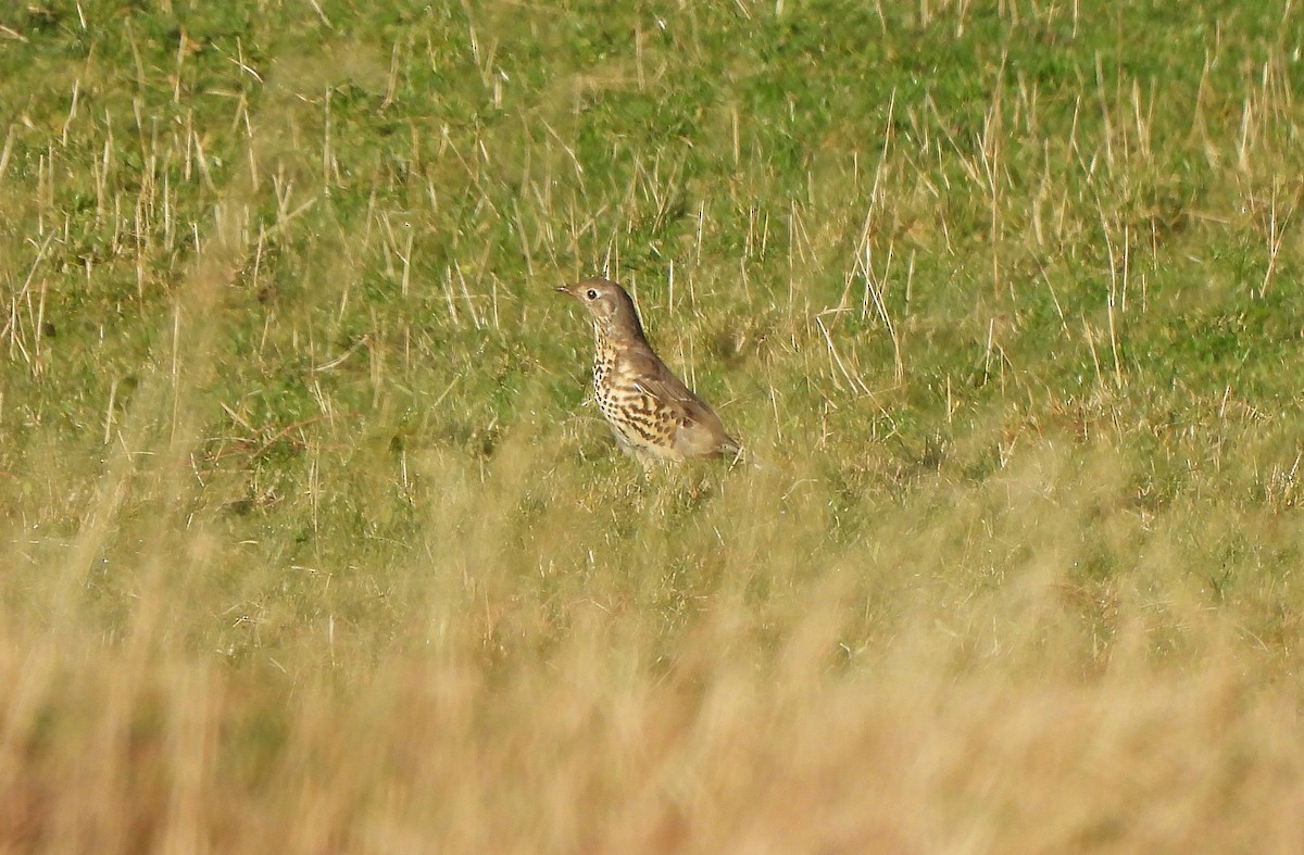 ヤドリギツグミ - ML647157783