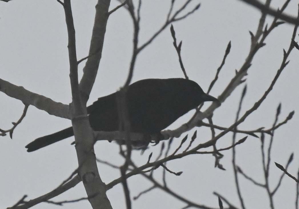 Common Grackle - ML647157785