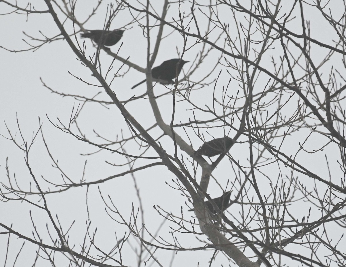 Common Grackle - ML647157787