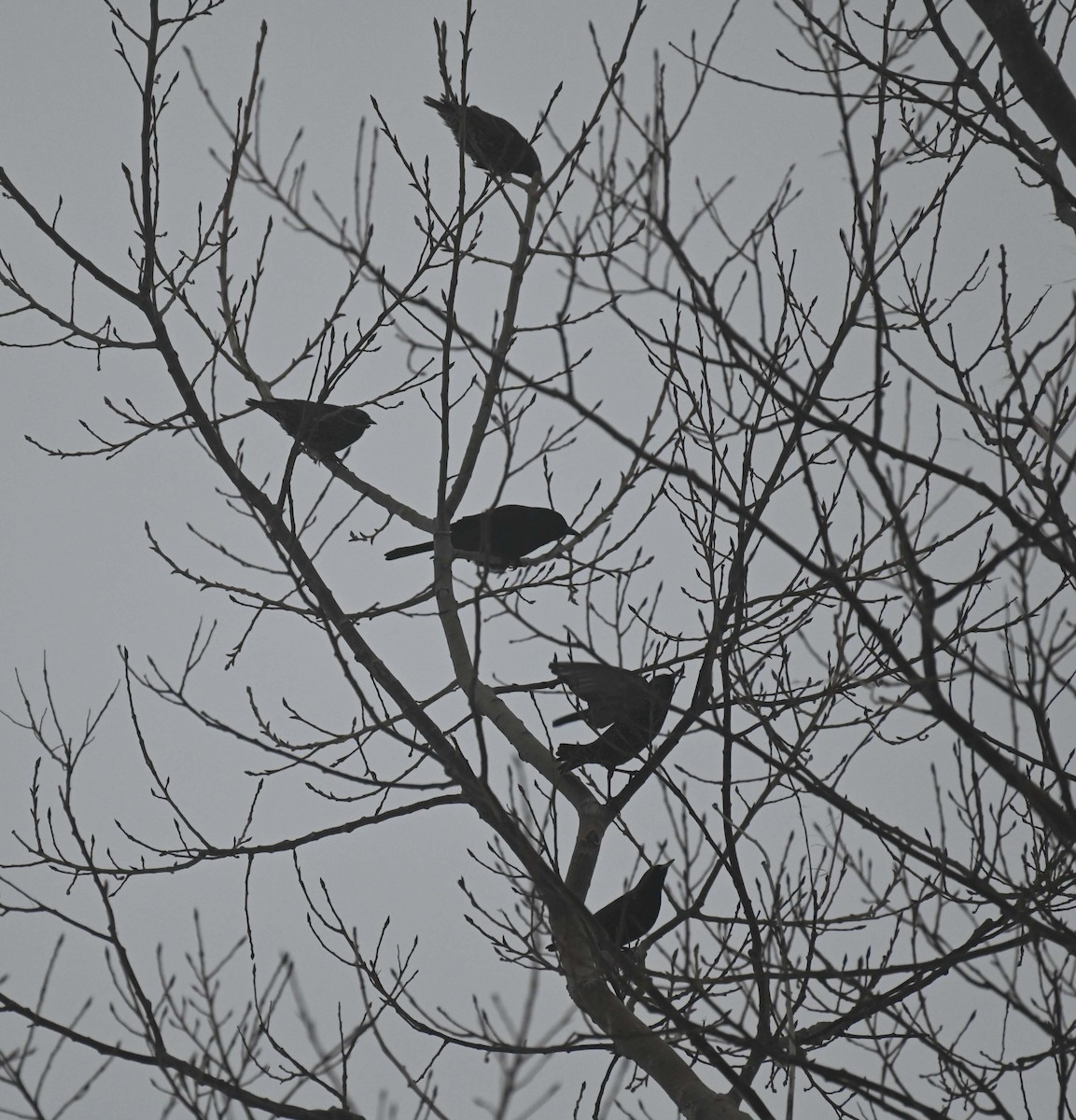 Common Grackle - ML647157788