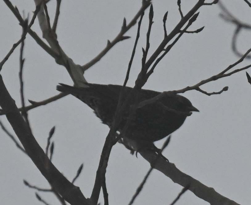 European Starling - ML647157789