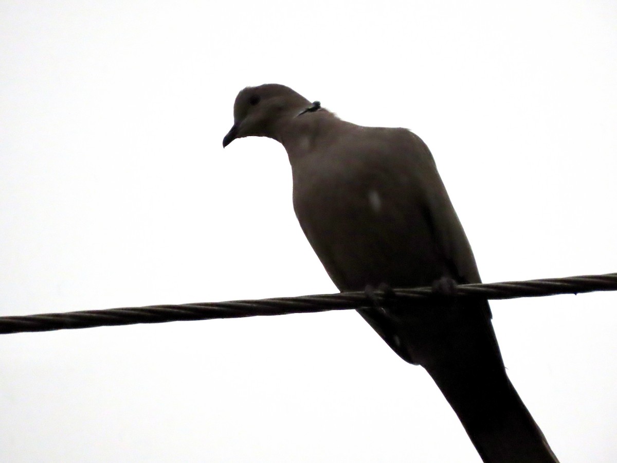 Eurasian Collared-Dove - ML647157791