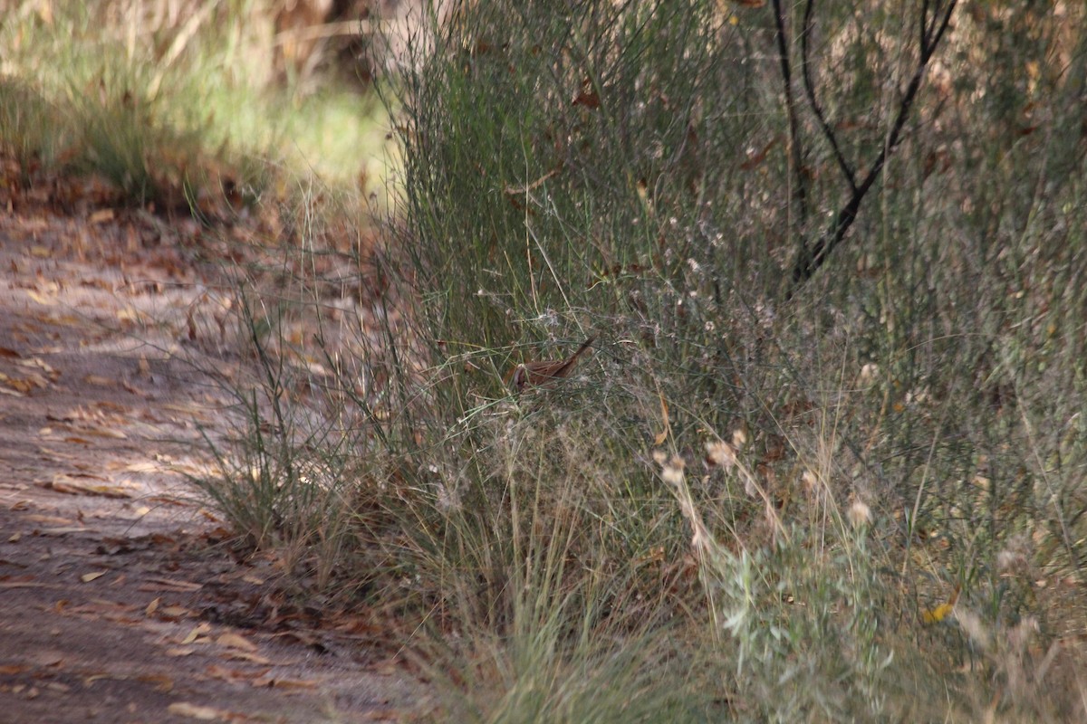 Song Sparrow - ML647157793