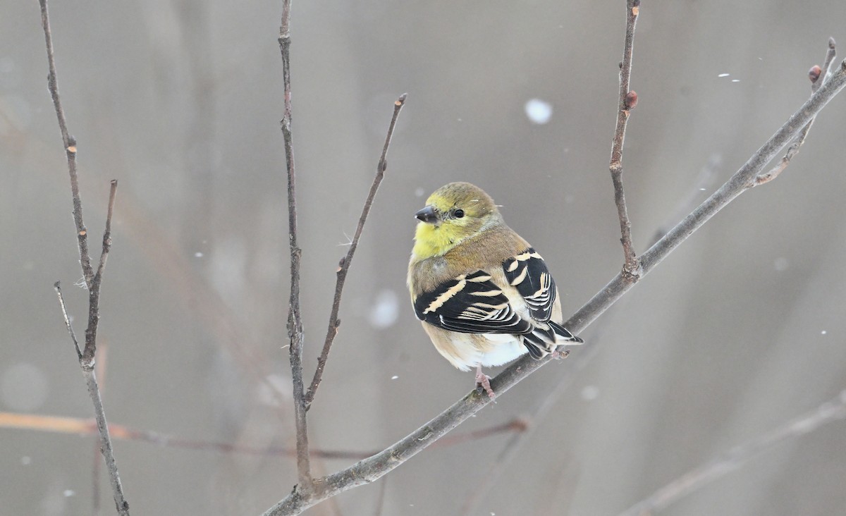 American Goldfinch - ML647157794