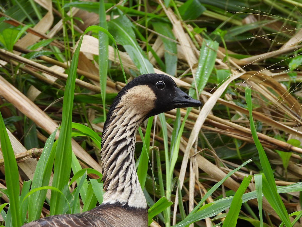 Hawaiian Goose - ML647157797