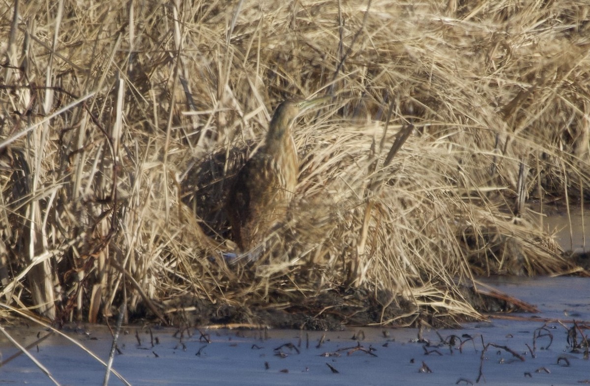 American Bittern - ML647157798