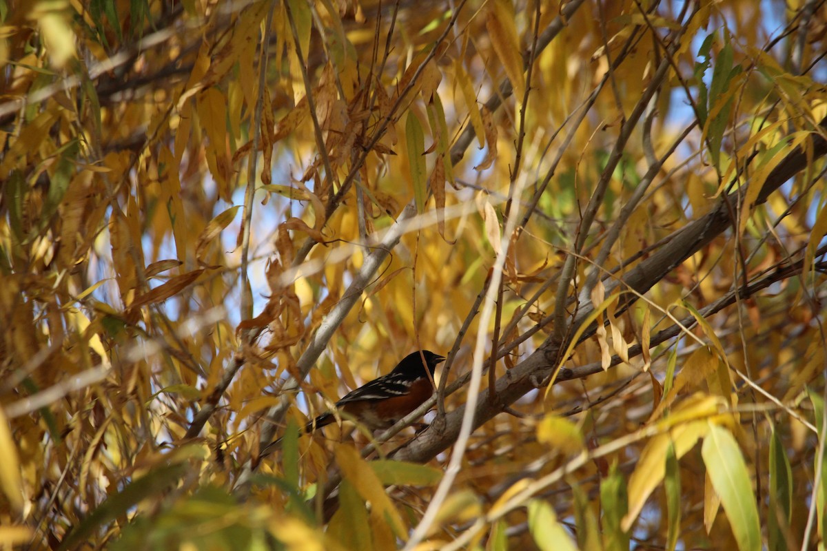 Spotted Towhee - ML647157803