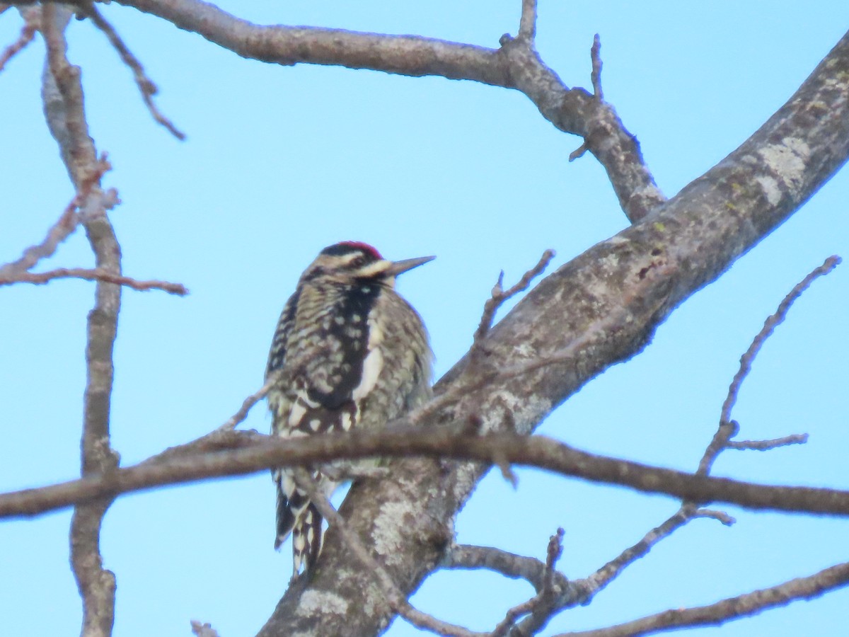 datel rudohrdlý - ML647157805