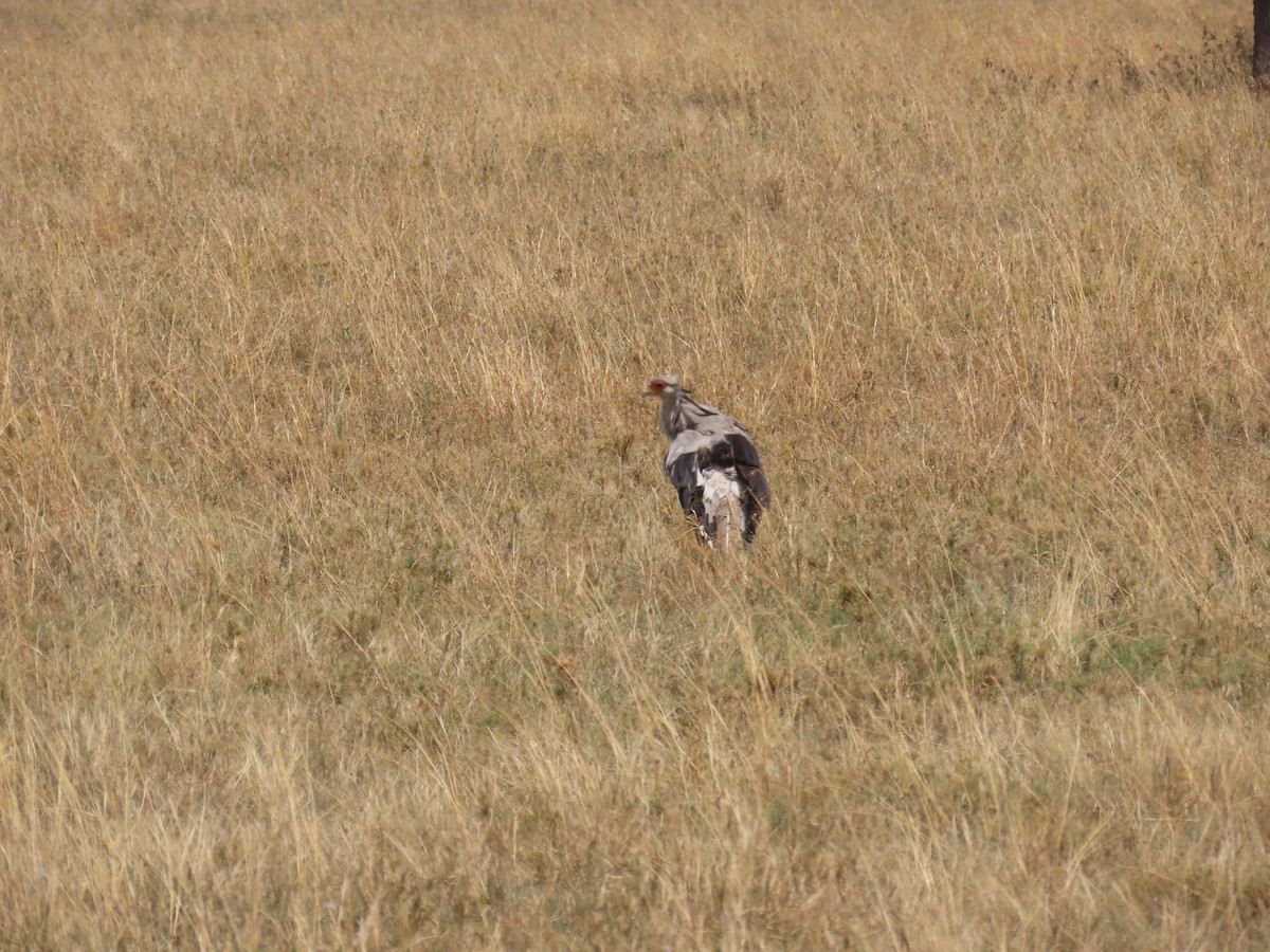 Secretarybird - ML647157806