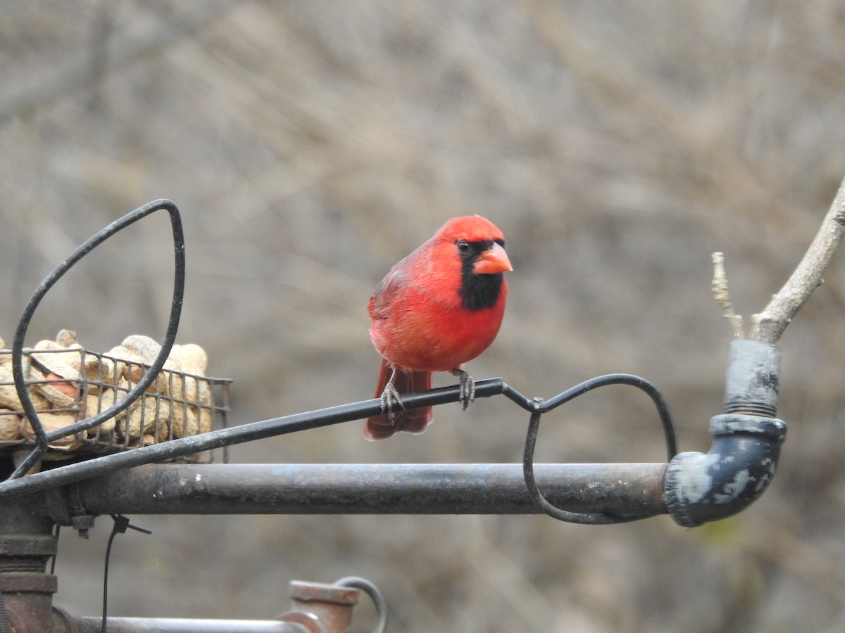 Northern Cardinal - ML647157807