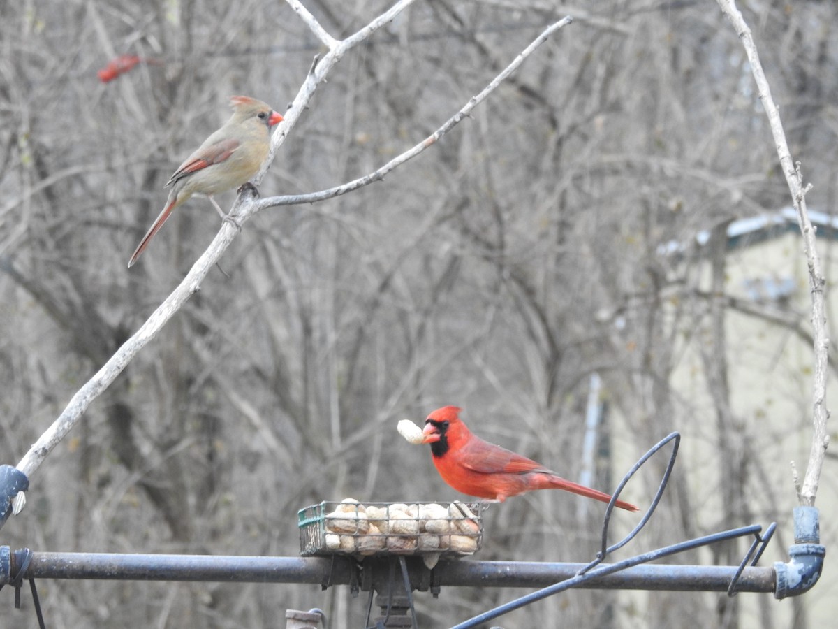 Northern Cardinal - ML647157808