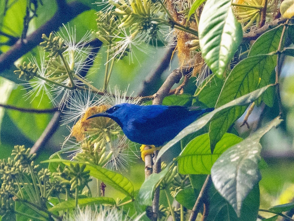 Shining Honeycreeper - ML647157809