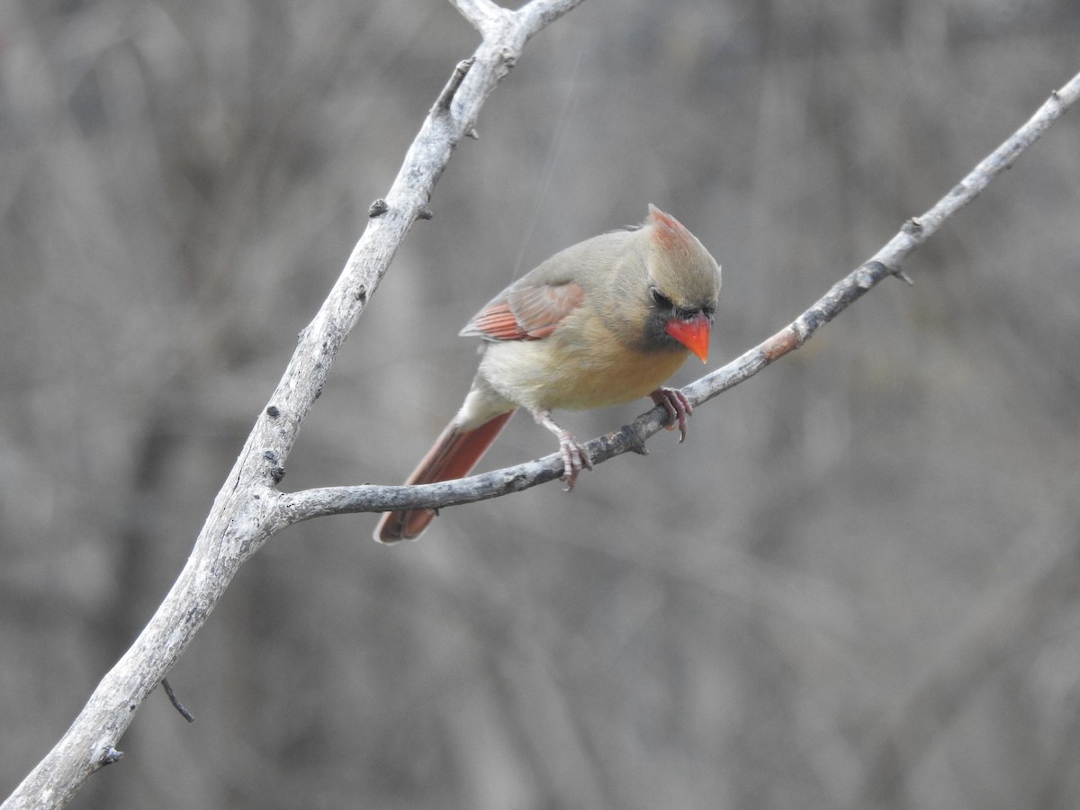 Northern Cardinal - ML647157810