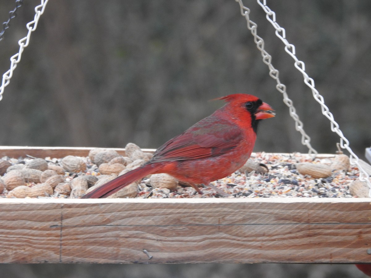 Northern Cardinal - ML647157811