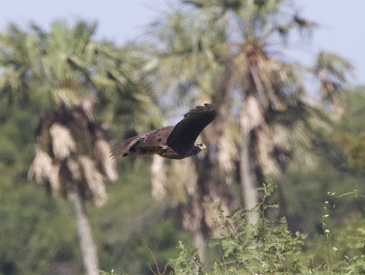 Long-winged Harrier - ML647157812