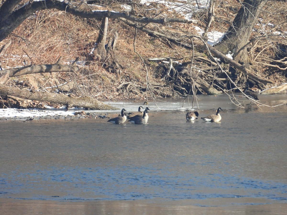 berneška velká - ML647157814