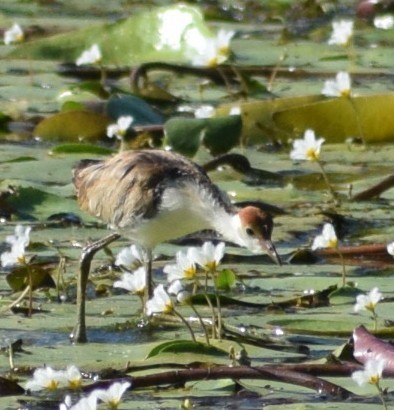Comb-crested Jacana - ML647157815