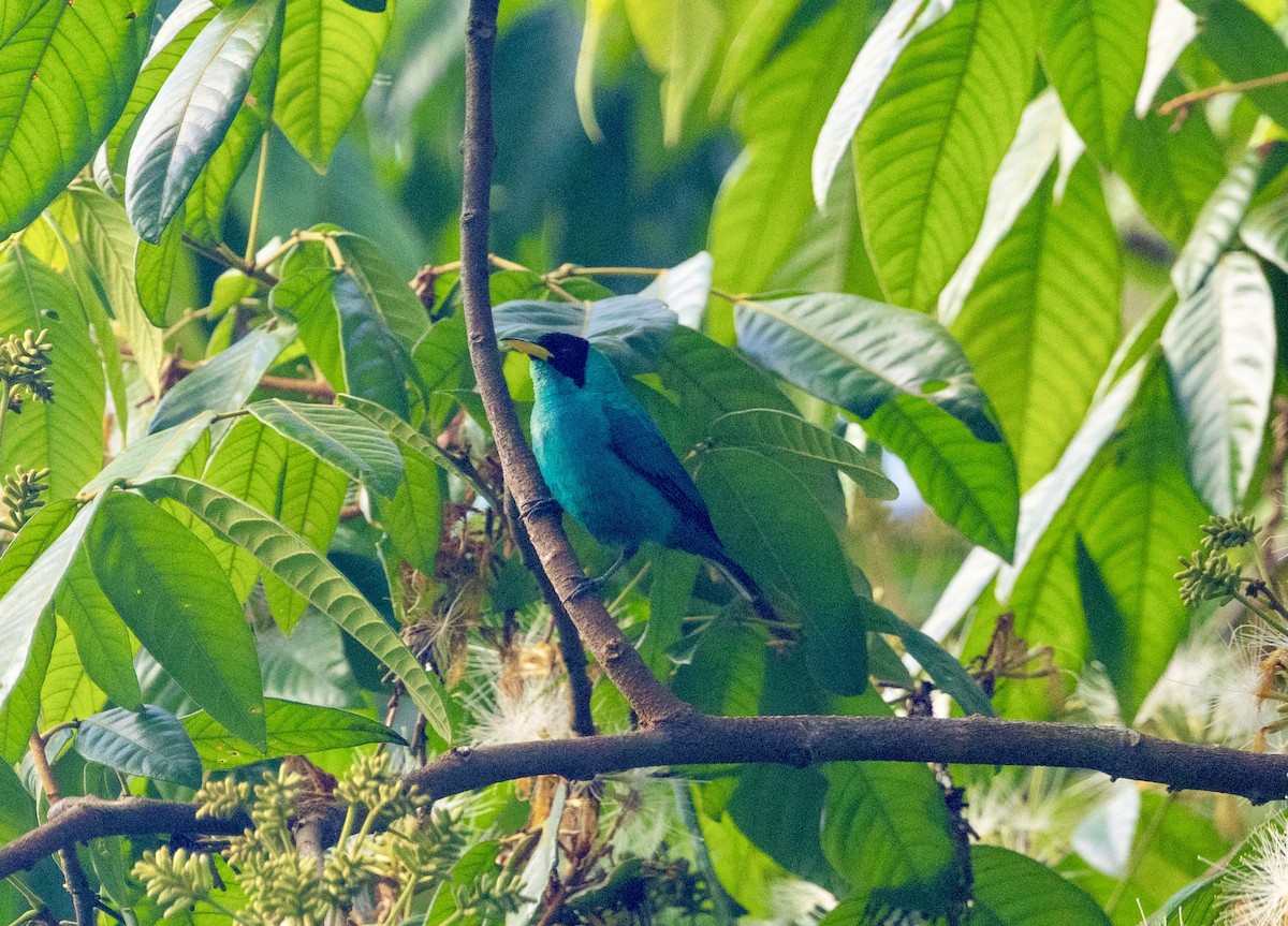 Green Honeycreeper - ML647157816