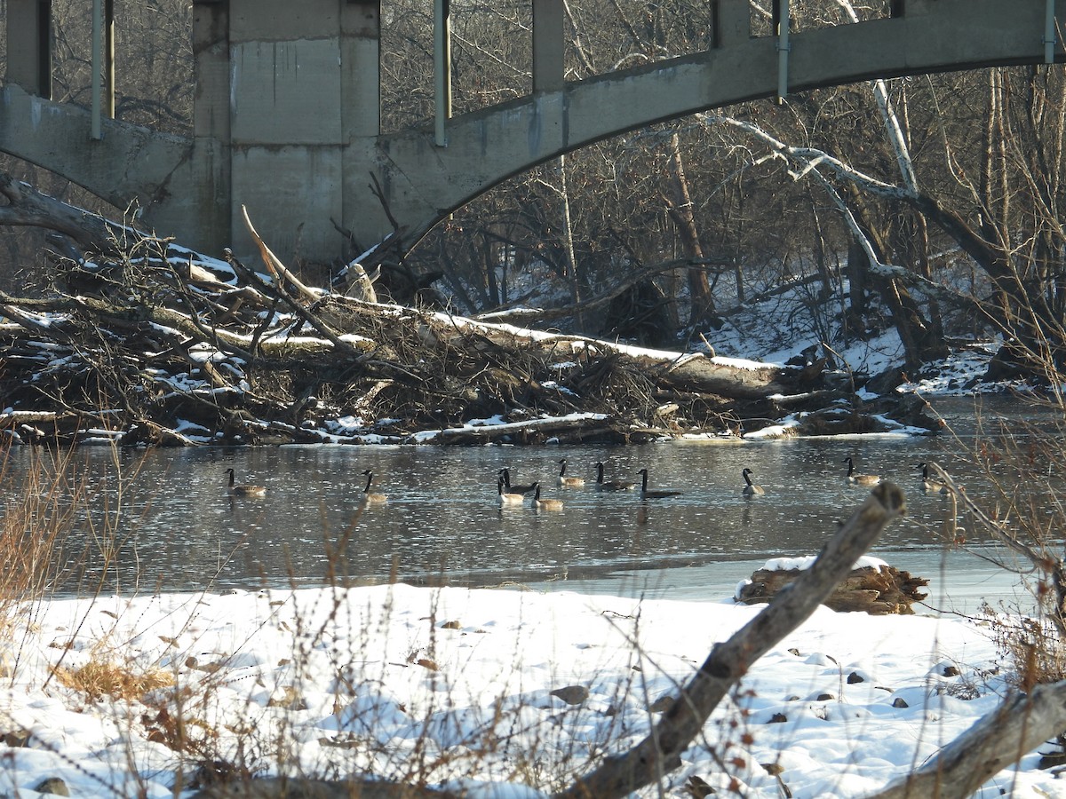 berneška velká - ML647157817