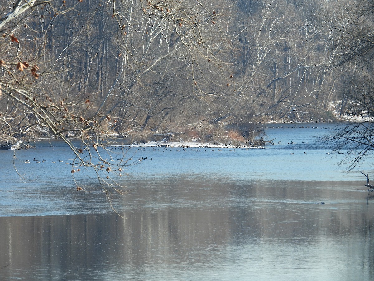 berneška velká - ML647157818