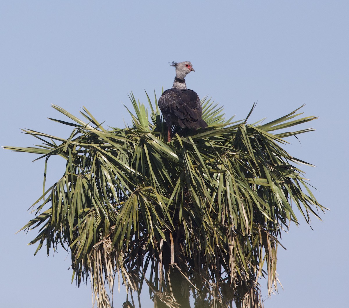 Southern Screamer - ML647157819