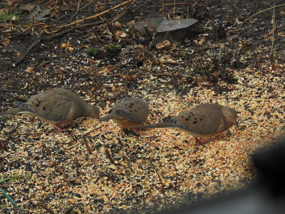 Mourning Dove - ML647157820